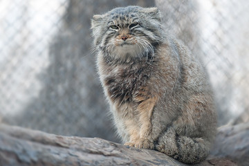 the pallas's cat (otocolobus manul), also called manul, is a small wild cat with a broad but fragmen
