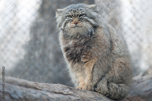 The Pallas's cat (Otocolobus manul), also called manul, is a small wild cat with a broad but fragmented distribution in the grasslands and montane steppes of Central Asia Wallpaper Mural