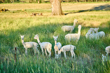 Wall Mural - Alpacas