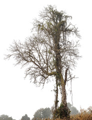 Wall Mural - Silhouette of dead tree isolated on white background