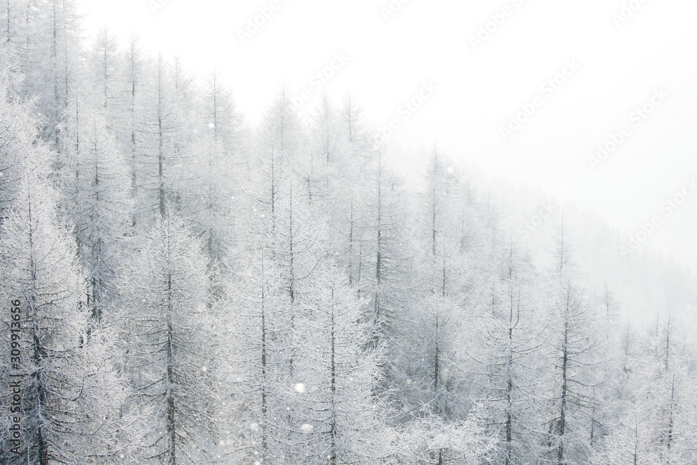 Obraz na płótnie Winter landscape with forest w salonie