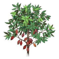 Hand drawn cocoa tree with ripe fruits