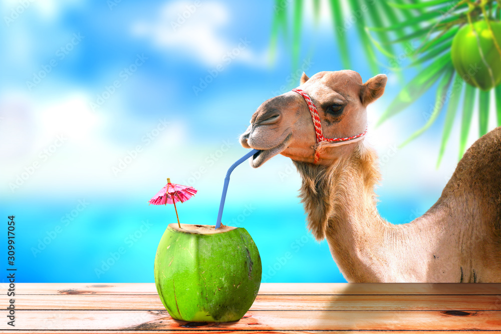 Camel in a tropical beach island drinking coconut juice. - obrazy, fototapety, plakaty 