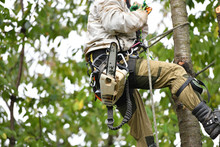 Overalls For Climbing Trees. Lumberjack Works With A Chainsaw. In Special Clothes. Professional In His Field. Using A Chainsaw To Trim A Walnut Tree, Pruning Trees