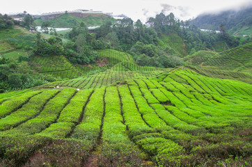 Wall Mural - Tea plantation in Malaysia