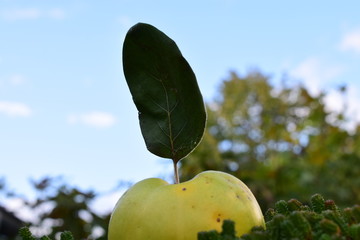 Poster - apple on tree