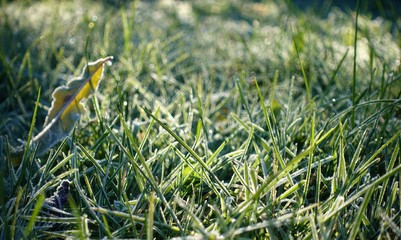 Wall Mural - closeup of frozen winter meadow