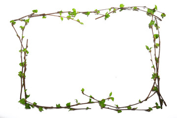 Wall Mural - white background branches small leaves spring / isolated on white young branches with buds and leave