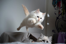 Cute Cream Silver Tabby Point Ragdoll Kitten Jumping Flying In The Air Playing