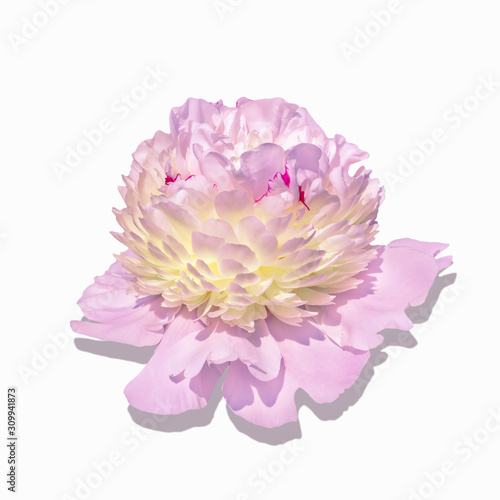 Trendy beautiful pale pink peony with a yellow center