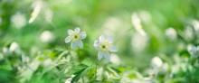 Beautiful White Flowers (anemones) In Spring Forest Close Up. Anemones In Nature Background. Spring Landscape With Flowering Primroses. Banner. Shallow Depth. Close Up.