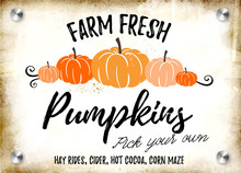 Farm Fresh Pumpkins Vector Illustration Art
