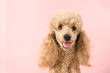 Portrait of brown poodle dog smiling and looking at the camera on a pink background. Copy space