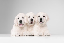 English Cream Golden Retrievers Posing. Cute Playful Doggies Or Purebred Pets Looks Playful And Cute Isolated On White Background. Concept Of Motion, Action, Movement, Dogs And Pets Love. Copyspace.