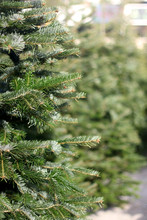 Pine Tree On A Christmas Tree Lot. Selective Focus.