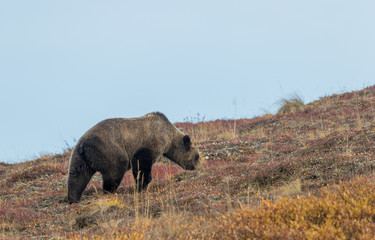 Canvas Print - Grizzly Bear in Denali National park Alaska in Autumn