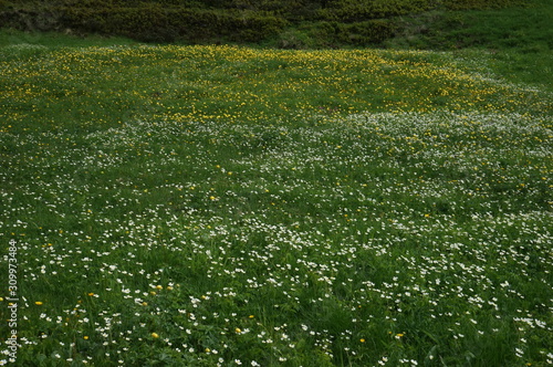 スイスアルプスの花畑 Foto De Stock Adobe Stock