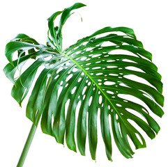 Wall Mural - feuille géante de philodendron monstera deliciosa 