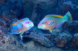 Parrotfish on the coral reef