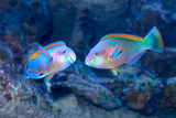 Fototapeta Tulipany - Parrotfish on the coral reef