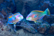 Parrotfish On The Coral Reef
