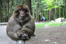 Berber Monkey In Affenberg Salem, Germany