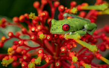 Red-eyed Tree Frog In Costa Rica 