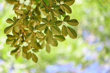 Wall Mural - close up green leaves on blurred nature green bokeh for background