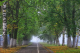 Fototapeta  - autumn landscape morning in the fog / alley in the city park, misty landscape in the city, trees in the city
