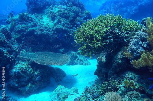 Dekoracja na wymiar  gorgonia-duzy-rozgaleziony-koral-na-rafie-krajobraz-morski-podwodne-zycie-w-oceanie