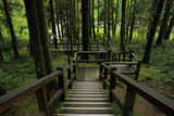 Fototapeta Na ścianę - beautiful wooden walkway in Alishan National Forest Recreation Area in Chiayi County, Alishan Township, Taiwan