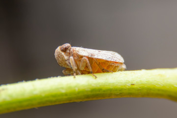 Close up of the Brown planthopper on green leaf in the garden. the  Nilaparvata lugens (Stal) on green brunch.