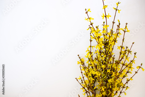 Fotografía Bunch of fresh forsythia over white background