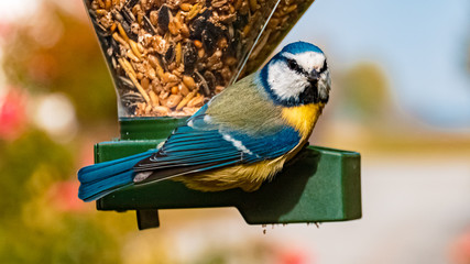 Blue tit songbird at the feeding place in our garden