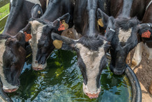 Cows Drinking Water