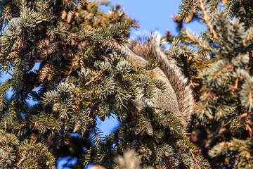 Sticker - Eastern squirrel hidden in the tree crown