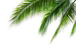 canvas print picture - Tropical beach coconut palm tree leaves isolated on white background, green palm fronds layout for summer and tropical nature concepts.