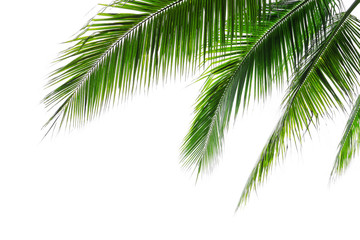 tropical beach coconut palm tree leaves isolated on white background, green palm fronds layout for s