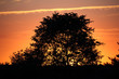 Black tree silhouette over the orange sunset sky