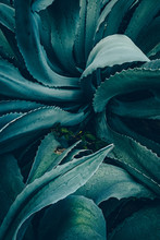 Abstract Agave Close Up