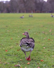 Poster - Big brown duck from behind walking in a park with ducks and trees on a blurry background