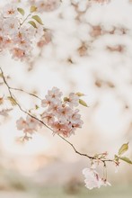  Cherry Blossom