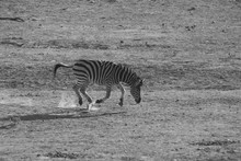 Grey Scale Shot Of A Zebra Running In The Middle Of A Field