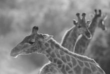 Grey Scale Shot Of A Group Of Giraffes Captured In The Desert