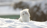 Fototapeta Zwierzęta - white funny fluffy rabbit in the snow