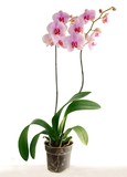 Fototapeta Storczyk - pretty pink orchid Phalaenopsis close up isolated