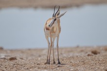 Selective Focus Shot Of A Gazelle With A Blurred Background