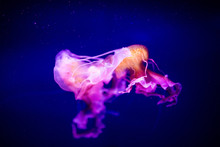 Beautiful Jellyfish, Medusa In The Neon Light With The Fishes. Aquarium With Blue Jellyfish And Lots Of Fish. Making An Aquarium With Corrals And Ocean Wildlife. Underwater Life In Ocean Jellyfish.