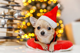 Fototapeta Sypialnia - Merry Christmas cute small dog chihuahua in red Santa hat, bokeh background