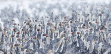 Colony Of Red Crown Cranes